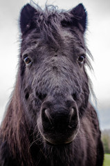 A black shetland pony in Devon, UK