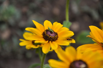 Grasshopper on yellow daisy in the field