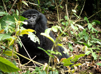 Young gorilla in Bwindi Impenetrable Forest National Park, Uganda, Africa