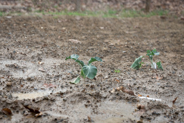 Newly planted broccoli plants being watered in the garden. Broccoli is a cool season crop that is usually planted in the early Spring or late Fall for best results.