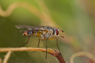 Macro of a fly