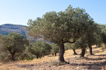 olive tree in the field , Greece