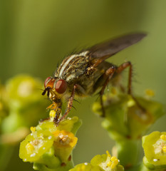 Dung fly - Scathophaga stercoraria