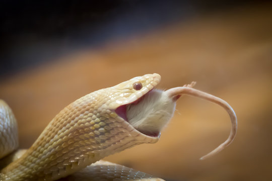 A Corn Snake eating a mouse at feeding time. Pantherophis guttatus is a North American species of rat snake that is frequently kept as a pet.  Found in Southeastern and Central United States.