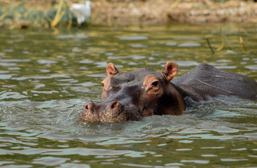 Hippo swimming across a river, Murchison Falls National Park, Uganda, Africa