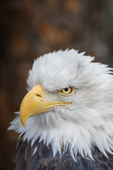 portrait of a bald eagle