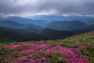 Naklejka na ściany i meble Dramatic sky. Rhododendron blooming on the high wild mountains. Amazing summer day. The revival of the planet. Location Carpathian, Ukraine, Europe. Wallpaper background.