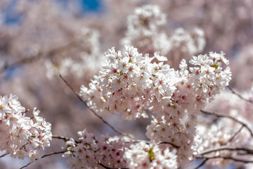 cherry tree blossom