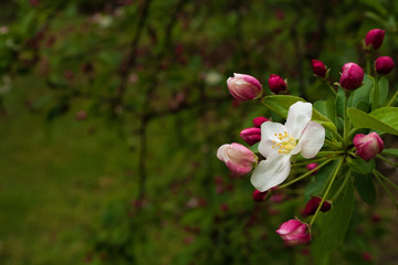 Fiori in primavera presso i giardini di Ninfa, Latina, Italy