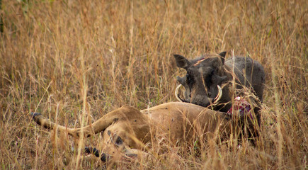 Warthog eating an antelope, Murchison Falls National Park, Uganda, Africa
