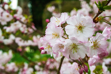 Fiori in primavera presso i giardini di Ninfa, Latina, Italy