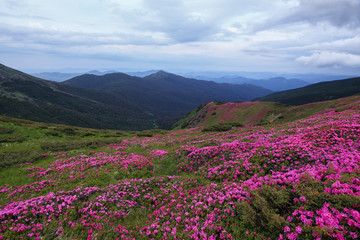 The lawns are covered by pink rhododendron flowers. Beautiful photo of mountain landscape. Concept of nature rebirth. Summer scenery. Blue sky with cloud. Location Carpathian, Ukraine, Europe.