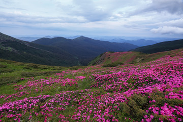 Obraz premium The lawns are covered by pink rhododendron flowers. Beautiful photo of mountain landscape. Concept of nature rebirth. Summer scenery. Blue sky with cloud. Location Carpathian, Ukraine, Europe.