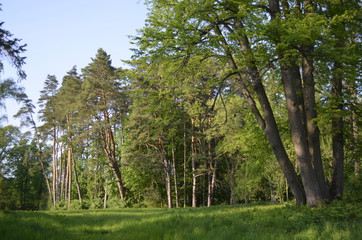 Fototapeta premium trees in the summer forest