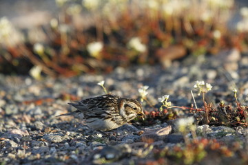Female Lapland Longspur eating a bug found on the tundra between pebbles, near Arviat, Nunavut