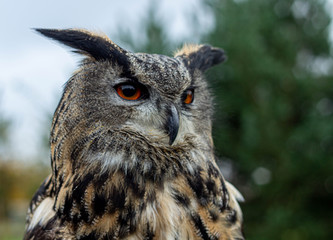 Eagle owl portrait, England