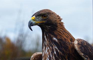 Golden Eagle portrait, UK