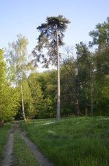 Obraz premium trees in the summer forest