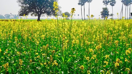 Obraz premium Indian Mustard Land in Bihar Farmer