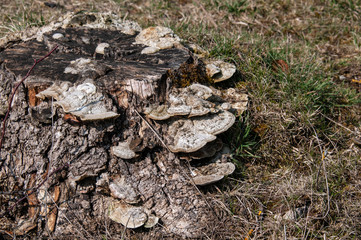 parasitic growth of bracket fungi on deadwood