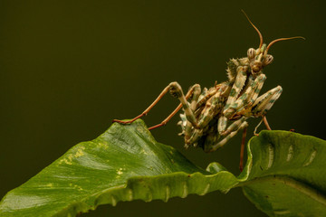 Macro shot of a thistle mantis