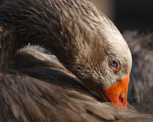 Goose preening