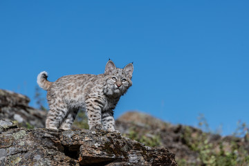 Bobcat kitten