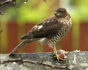 bird of prey, Sparrow Hawk feasting.