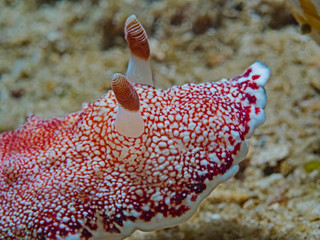 Reticulated Chromodoris (Chromodoris reticulata) © scubaluna
