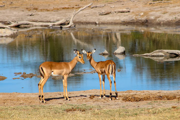 A pair of antelope, South Africa