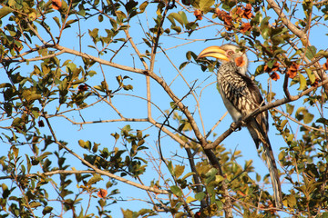 Yellow Billed Hornbill in a tree, Thornybush Nature Reserve, South Africa