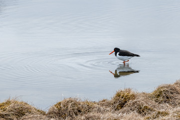 Icelandic Bird