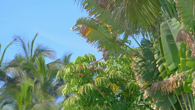 Palm trees background in 4k slow motion 60fps