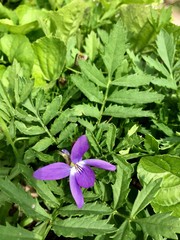 purple flowers in the garden