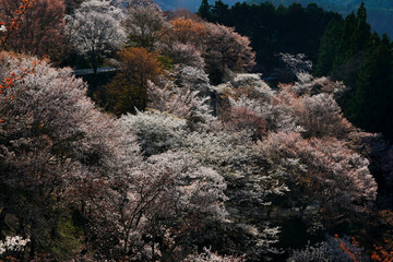 Fototapeta na wymiar Sakura in Yoshino, Nara, 2020