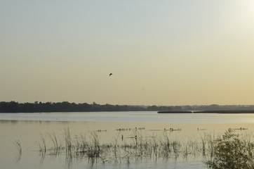 slow river near the forest