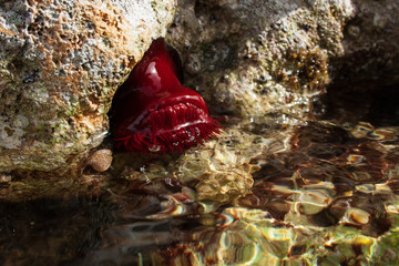 Actinia equina, meglio nota come pomodoro di mare, Posto rosso, marina di Alliste (LE) © Stefano Cappelletti
