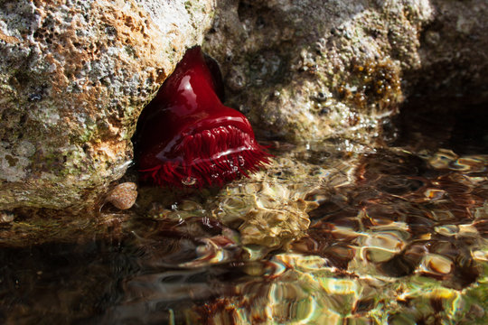 Actinia equina, meglio nota come pomodoro di mare, Posto rosso, marina di Alliste (LE)