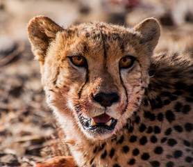 Close up cheetah with blood on face © Bry