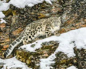 Fotobehang Luipaard leopard in the snow  © Kory