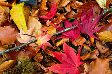 Autumn leaves, beautiful colours