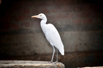 Indian White Bird in outdoor 2020.vishal stock photo