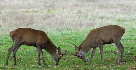 Naklejka na ściany i meble A pair of deer in Cheshire, UK