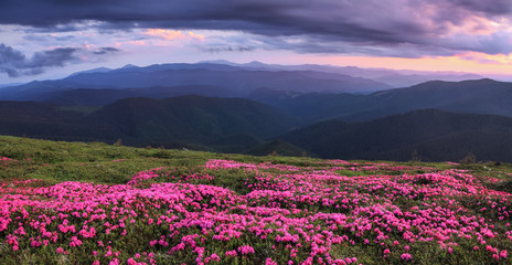 Obraz premium Panoramic view in lawn are covered by pink rhododendron flowers, dramatic sky and high mountain in summer time. Location Carpathian, Ukraine, Europe. Colorful background. Concept of nature revival