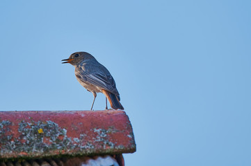 bird called Black Redstart - Phoenicurus ochruros - against blue sky on a rooftop