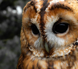Macro portrait shot of a barn owl