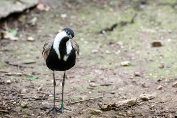Funny bird