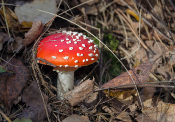 poisonous mushroom with a red cap, fly agaric, growing in the forest in the afternoon
