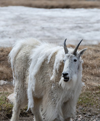 Obraz premium Mountain Goat