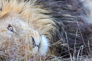 Male lion close up, South Africa